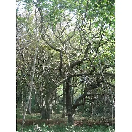 1 Kretschmann Comfortable Гельтинг